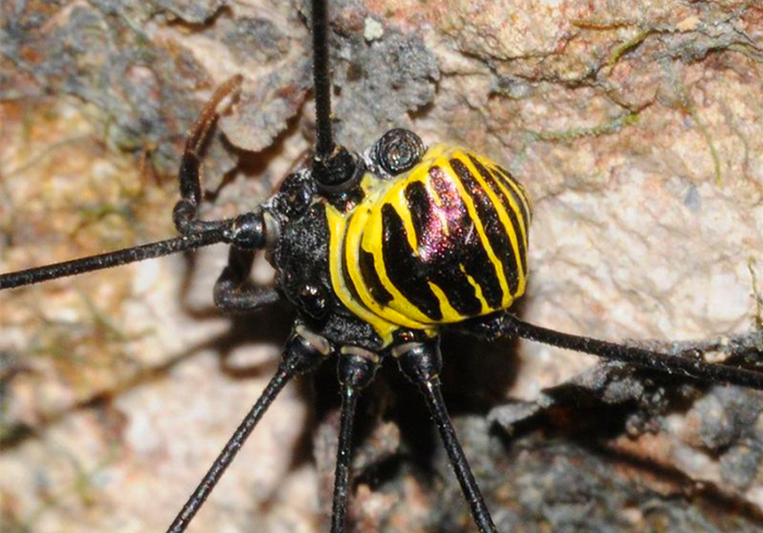 蝎子怎么排泄粪便,蝎子害怕尿吗