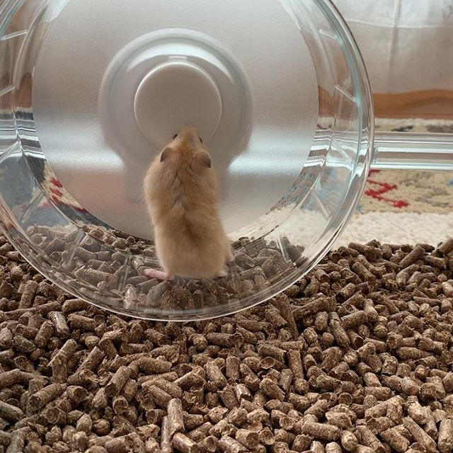 仓鼠中暑的解决方法,仓鼠怎么避免中暑