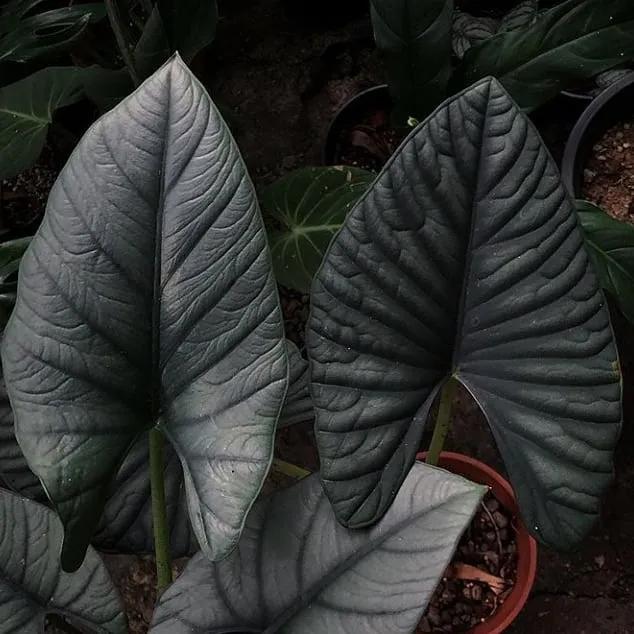 10片叶子的绿植,室内绿植盆栽一元