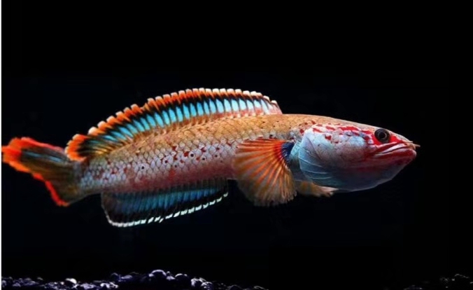 精心挑选6种最容易饲养的观赏鱼,想要选择比较容易饲养的观赏鱼