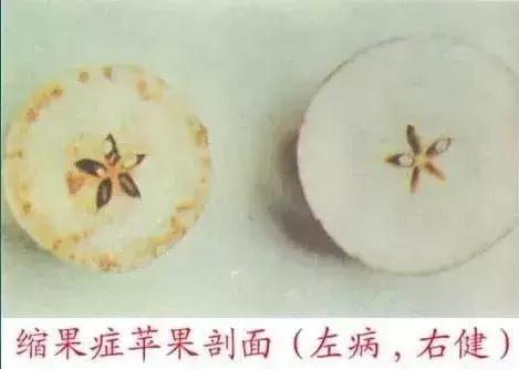 苹果树缺什么药,苹果树都有什么病怎么治