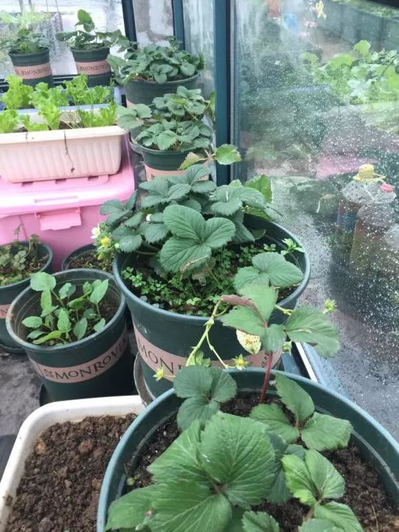 吊篮草莓采摘园,草莓盆栽吊兰