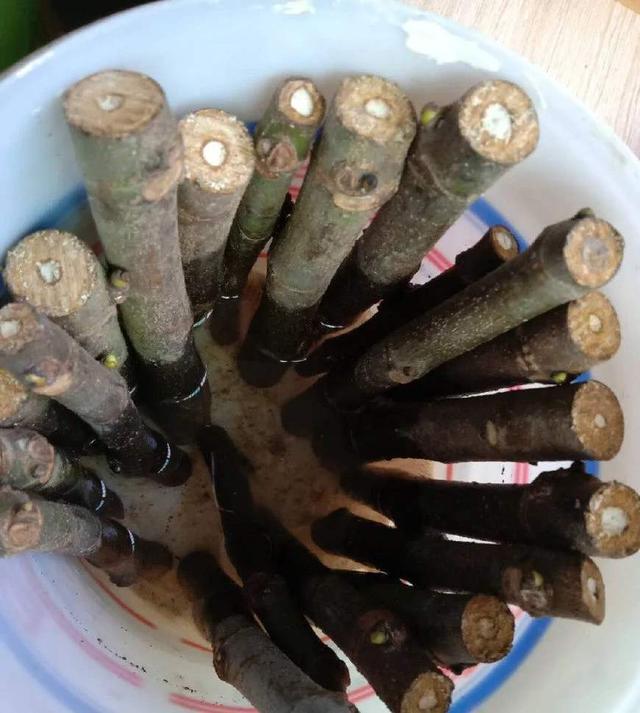 无花果可以种在家里面吗,怎样种盆栽无花果