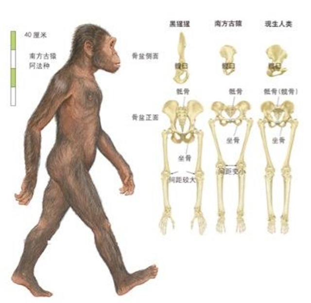 早期人类如何繁育,人类第一次繁育后代