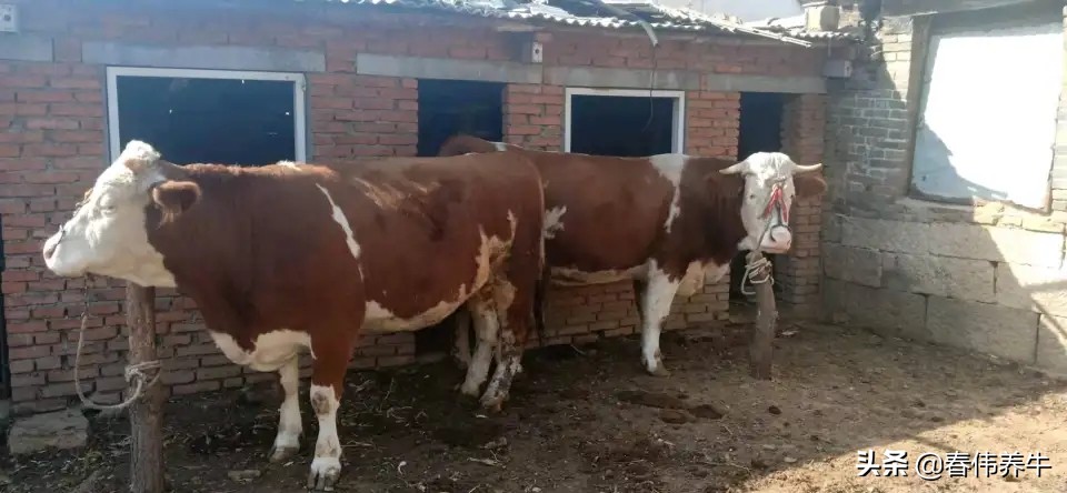母牛产前产后怎么饲喂,母牛产后食欲不好是什么症状