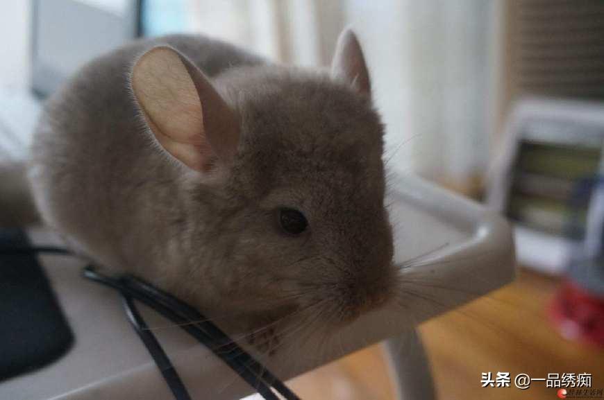 龙猫剪牙注意什么,第一次养龙猫选什么品种