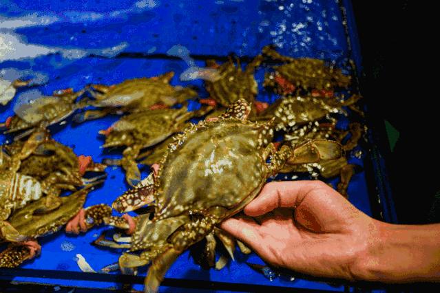 天津特色美食天津煎饼果子 (天津风味小吃三绝)