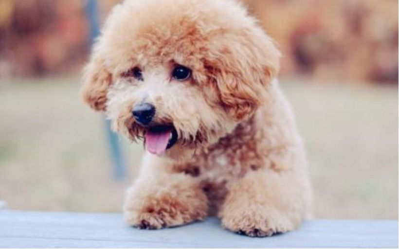 狗狗的鼻子怎样决定健康,狗狗的鼻子怎样才是正常的