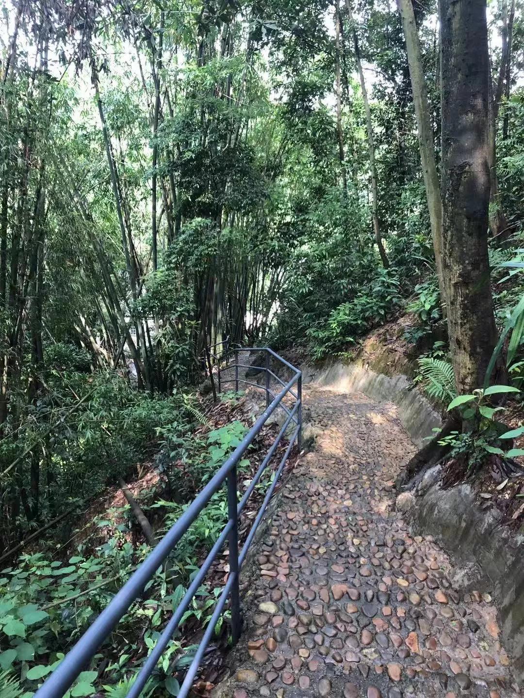 藏在山谷里温泉民宿,清远树屋温泉度假村攻略