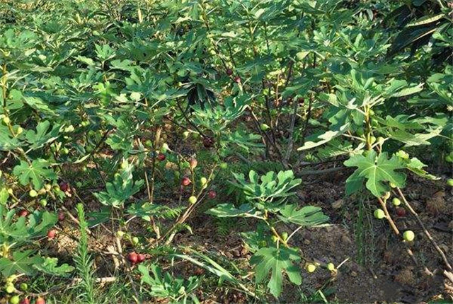 无花果种植技术和管理方法,无花果种植技术和管理