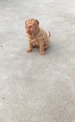 这只鹦鹉一直以为他是一只猴,所以每天都在重复做这个动作