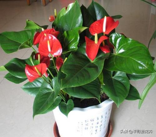 红掌叶发黑怎么治,红掌叶片黑枯怎么办