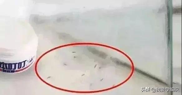 全网狂销10W+盒,日本“变态”驱蚊剂!网友:1盒搞定整个夏天