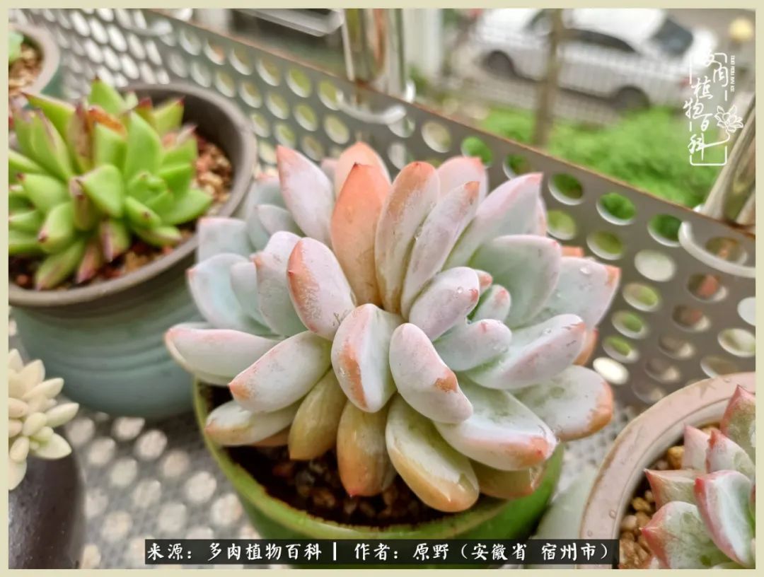 梅雨袭，酷暑至，多肉进入历劫季