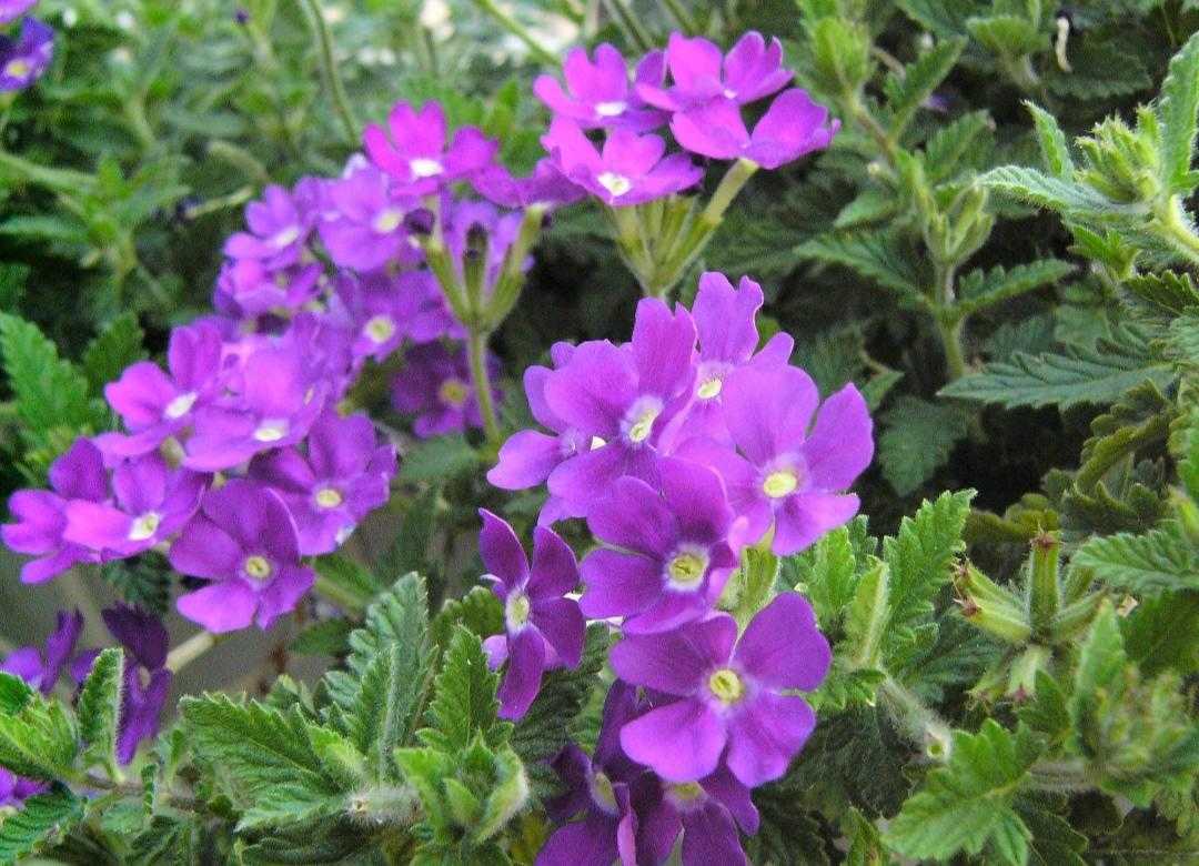 植物百科纪录片,植物百科扫码