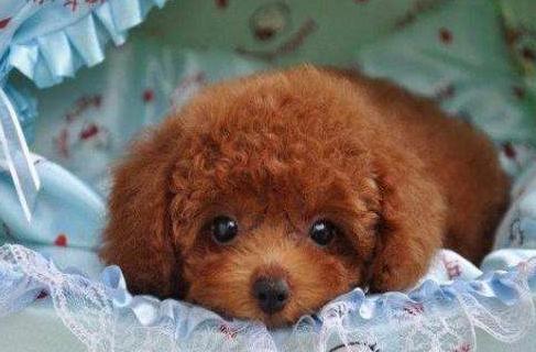 泰迪犬为何总爱舔人？它只是想告诉你这5件事，希望每个主人都懂