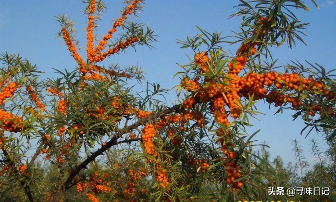 沙棘是维c之王果蔬之冠,沙棘维c科普
