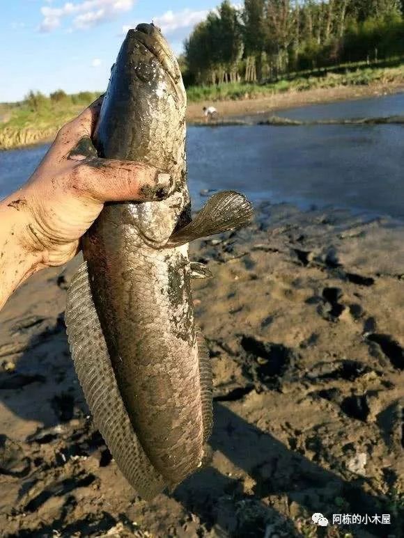 儿时记忆逮鱼,儿时的记忆捞鱼
