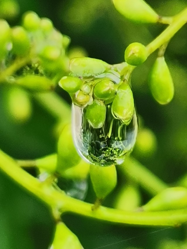 善为国者不欺其民的意思,善为国者必先治其身的理解