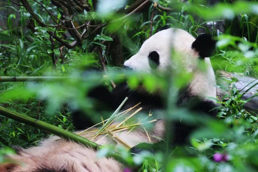 贡嘎山的徒步,贡嘎雪山大环线徒步游记