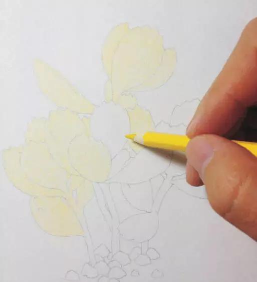 彩铅画入门教程多肉,彩铅画教程入门多肉