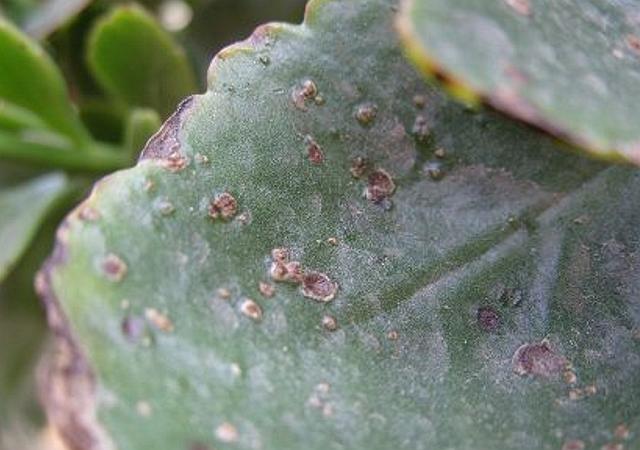 长寿花常见病虫害及治疗办法,长寿花常见病虫害的治疗办法