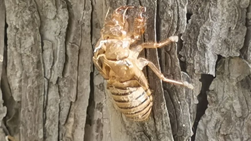 金蝉脱壳记原文,金蝉脱壳记