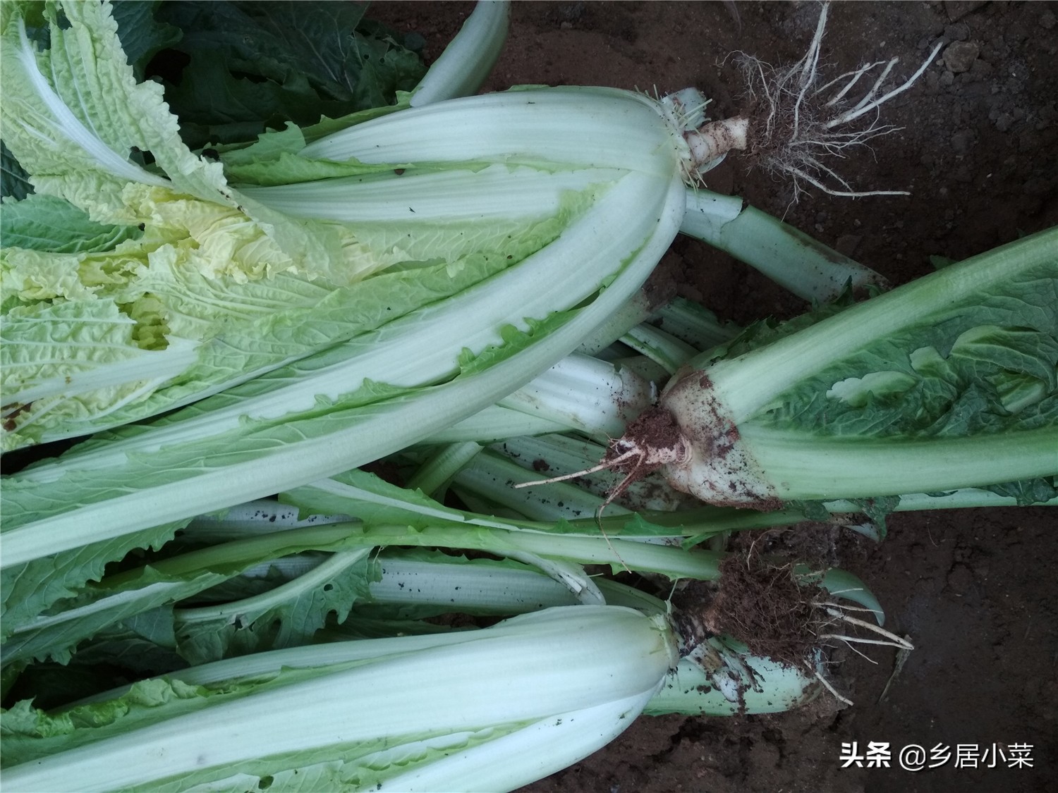 白菜灭虫方式方法是什么,白菜地里有黑虫子怎么办