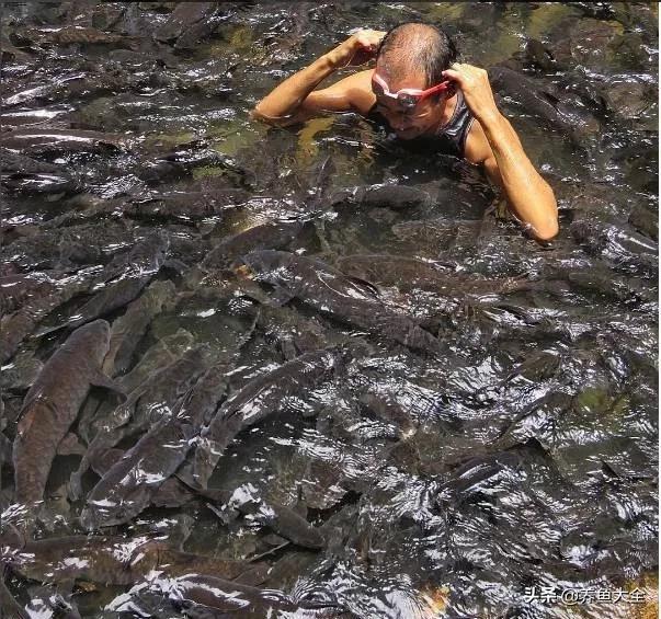 自家水库里养龙鱼，原来龙鱼和魟鱼还能这么养？
