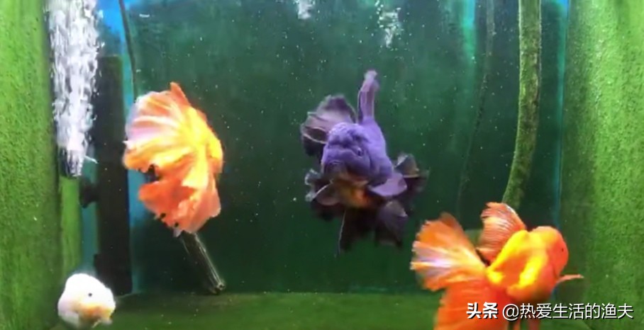 金鱼喂什么才能长得快,兰寿金鱼怎么喂长得又肥又大