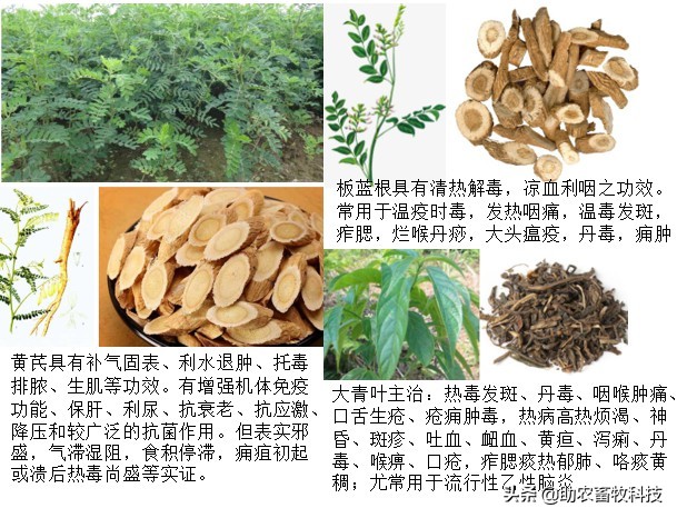 中草药防控非洲猪瘟采用发酵后体内外运用效果好很多倍