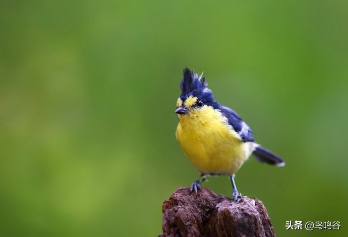 师公鸟——台湾黄山雀