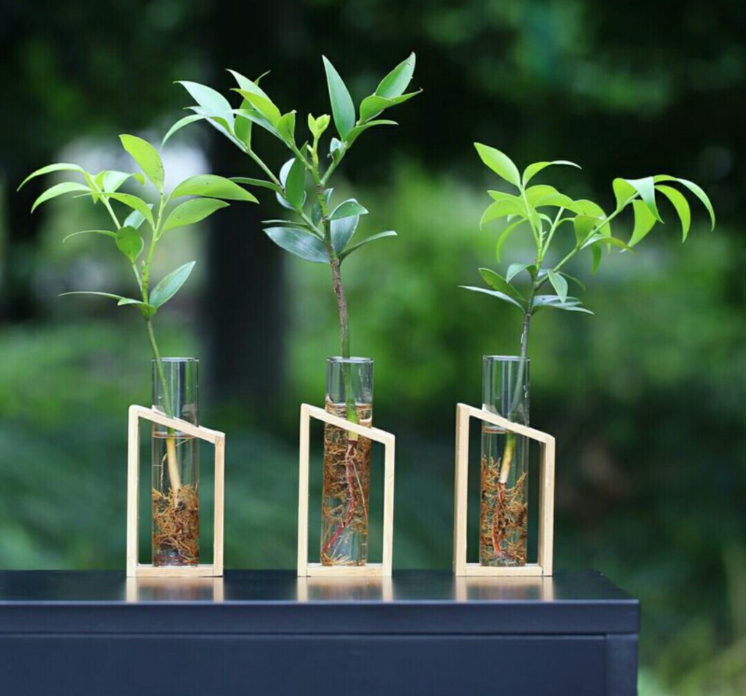 室内水培养花技巧与方法,水培养花哪种最好养