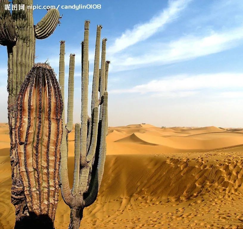 生存小技巧钻木取火,荒野生存取水技巧