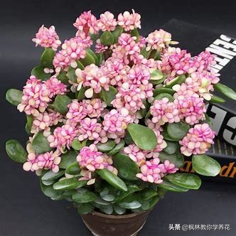 雅乐之舞怎样养叶片肥厚,雅乐之舞小苗怎么养才能长得快