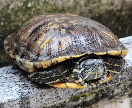 入侵中国危害最大的物种,被中国人吃到濒临灭绝的十大物种