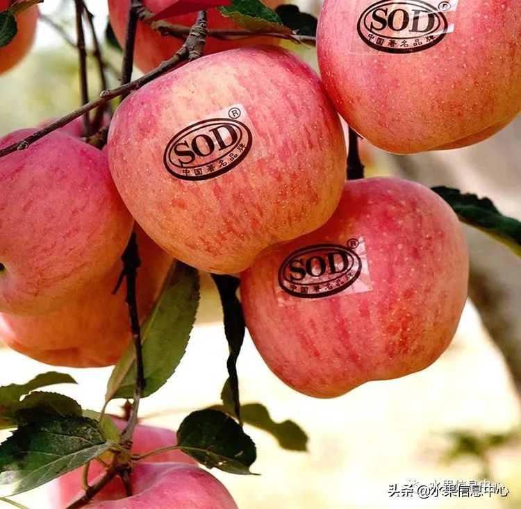 目前最有发展前途的早熟苹果品种,现在最好的富士苹果是什么品种