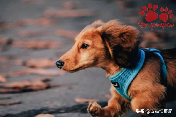 威洛特宠物,威洛特宠物狗