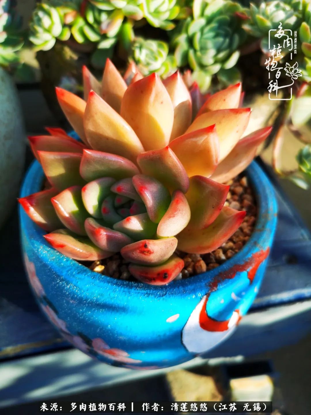 可爱多肉的露脸照,多肉大合照视频