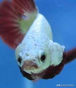 斗鱼哪个品种好养活,斗鱼品种哪个好养