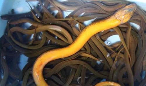 邵阳的十大首富,邵阳的十大女明星