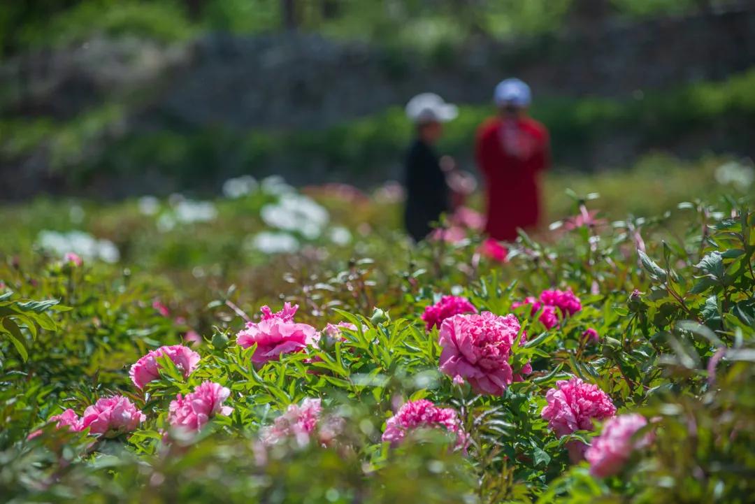挡不住的惬意！来博山这个私藏胜地，带你过向往的生活