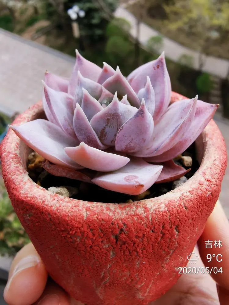 人生就像养多肉一样,人生如同养多肉时间不会怠慢