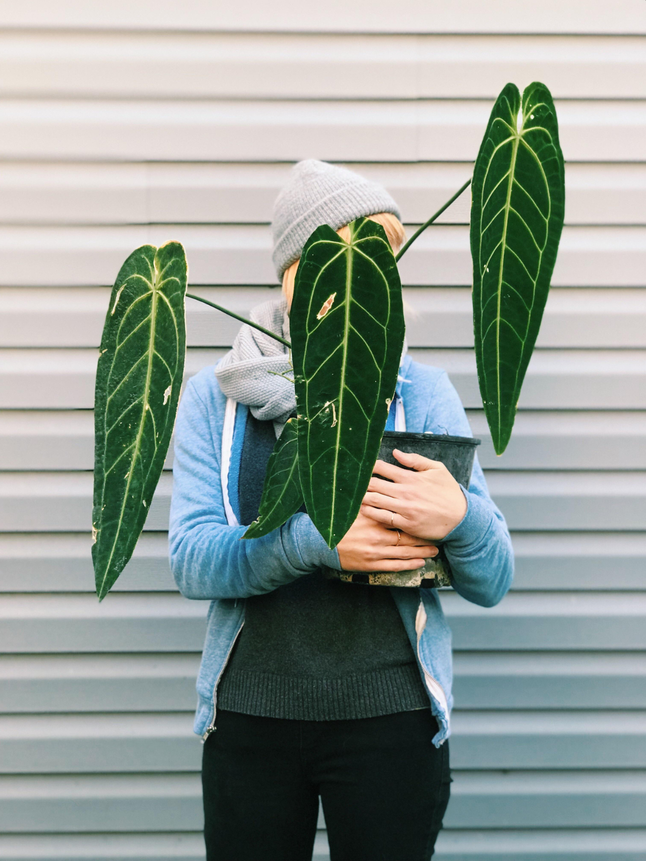 好看的皇后植物,皇后花卉名称