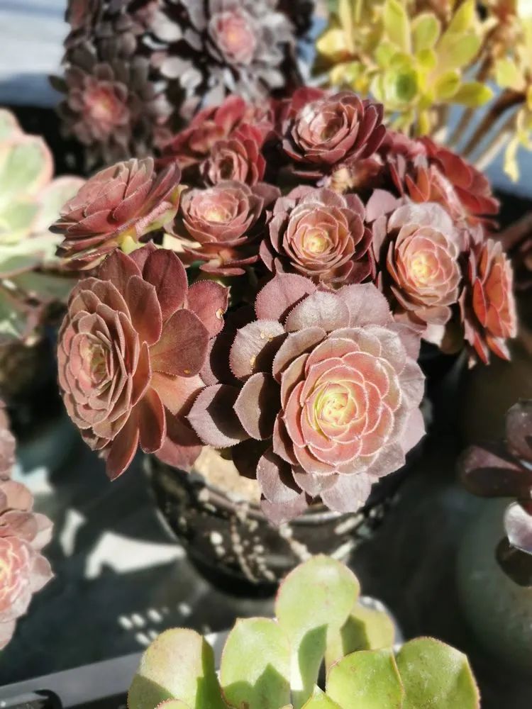 适合从小养到大的多肉,由小到大由浅入深