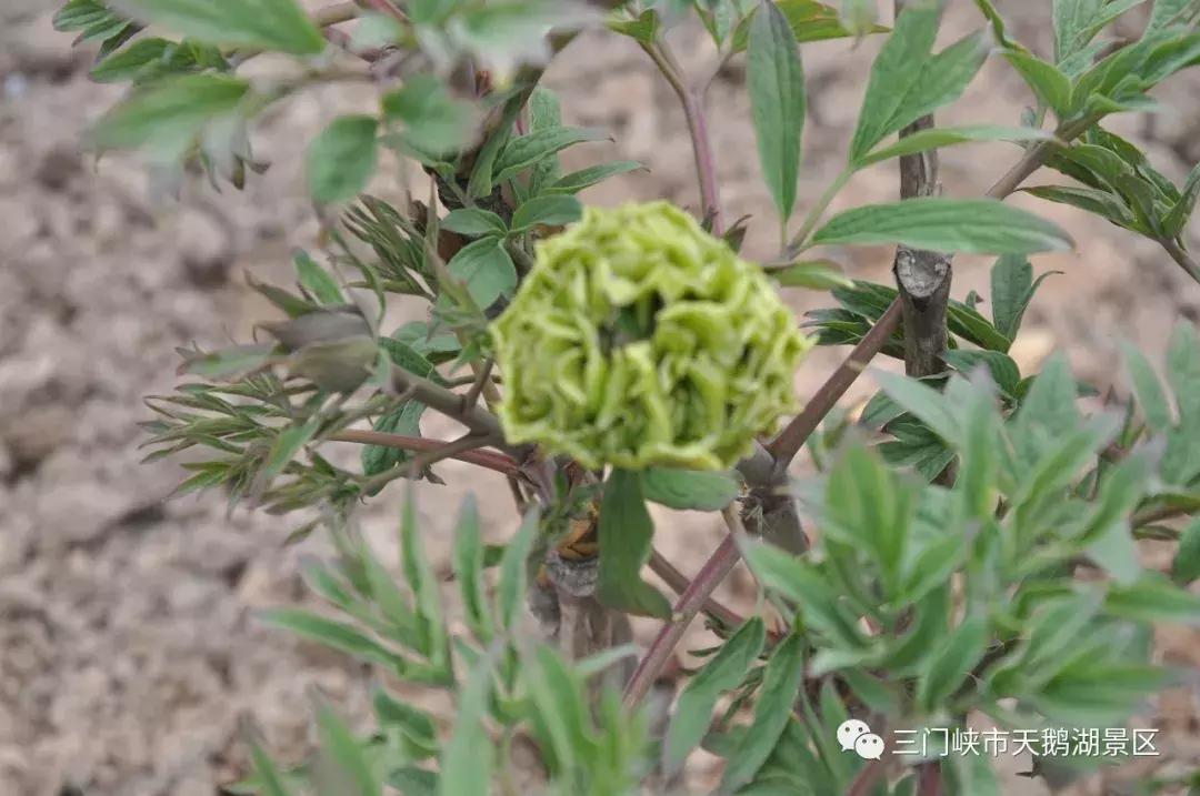 三门峡牡丹苑景区,三门峡牡丹苑的视频