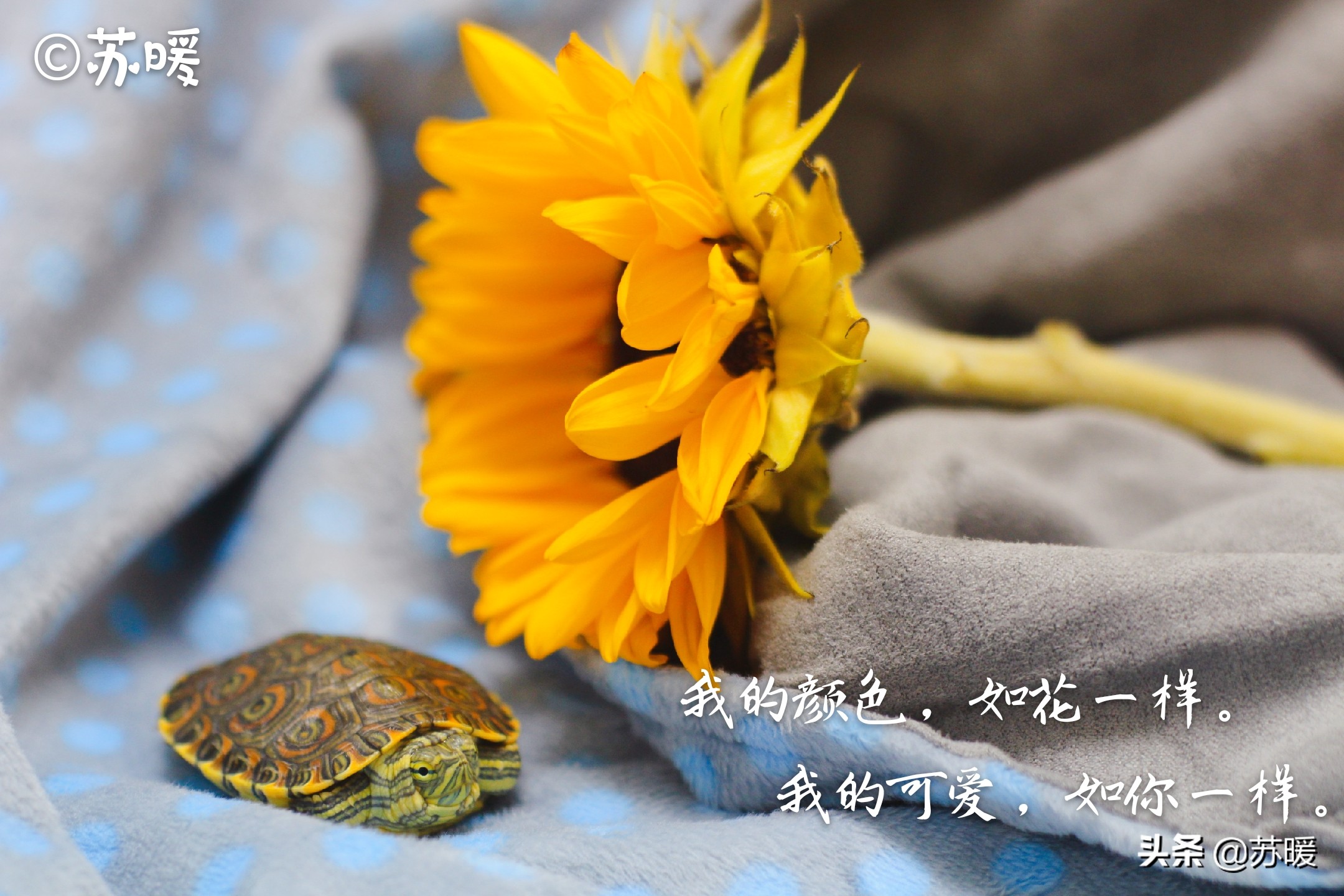 阿莫西林治疗乌龟腐皮,乌龟腐皮怎么治疗