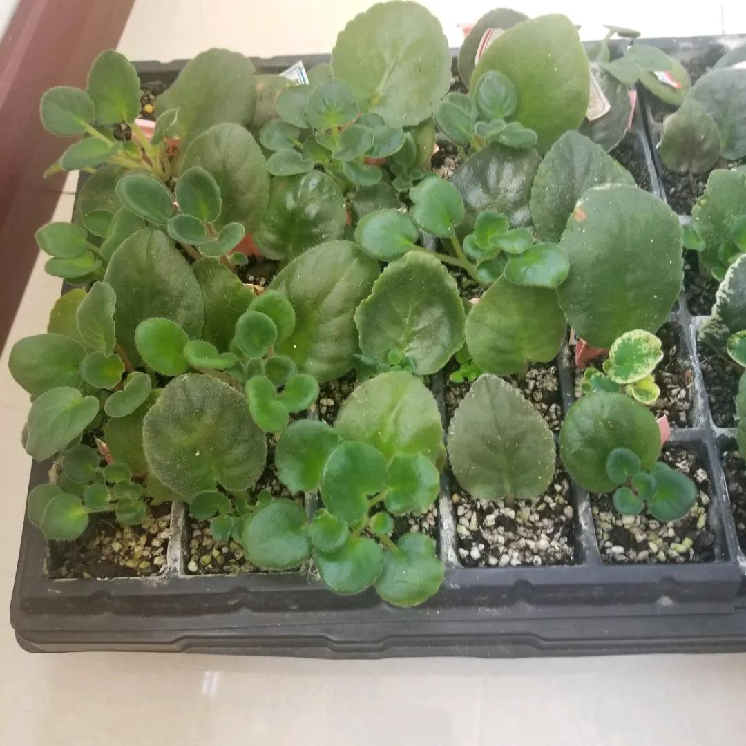 扦插花的养殖方法和技巧,养花扦插有妙招多肉