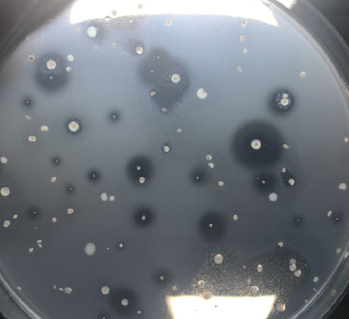 无良商家用芽孢杆菌冒充蛭弧菌，价格相差巨大！转起，踢爆*局骗**