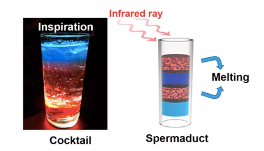 男性避孕药研发团队,男性避孕药研制